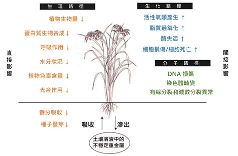 植物吸收重金屬|植物對重金屬逆境之反應